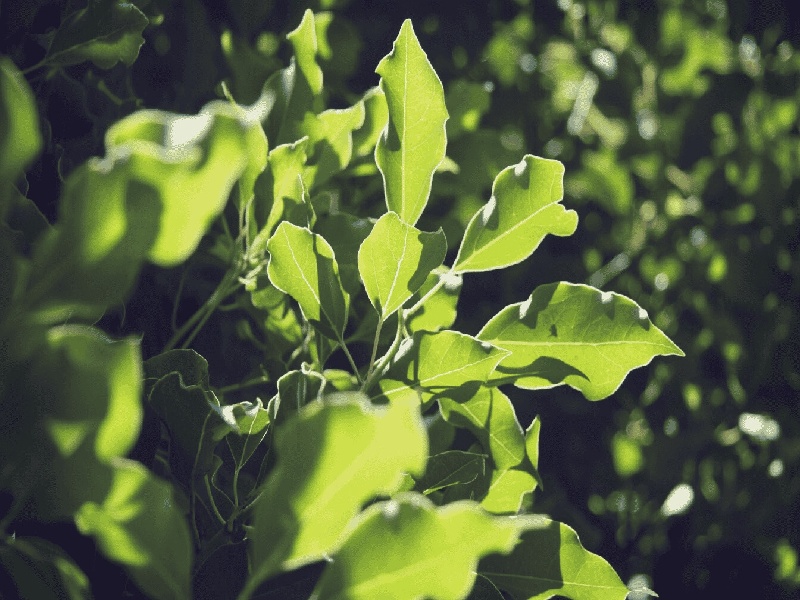 怎么软化塑料试管,冰镇黄瓜酒吧试管
